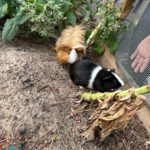 cobaya