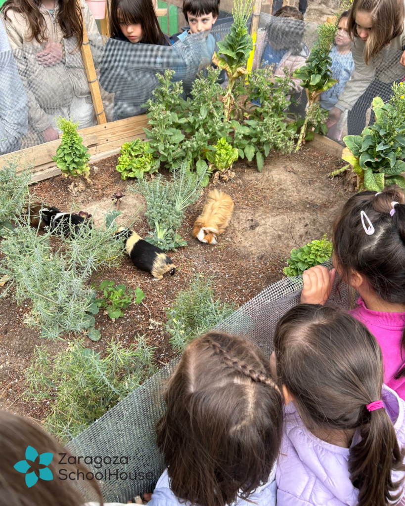 🐹 ¿Te imaginas un patio escolar con cobayas? 💚 4 cobaya